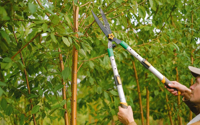 Tree trimming in Woodson, IL