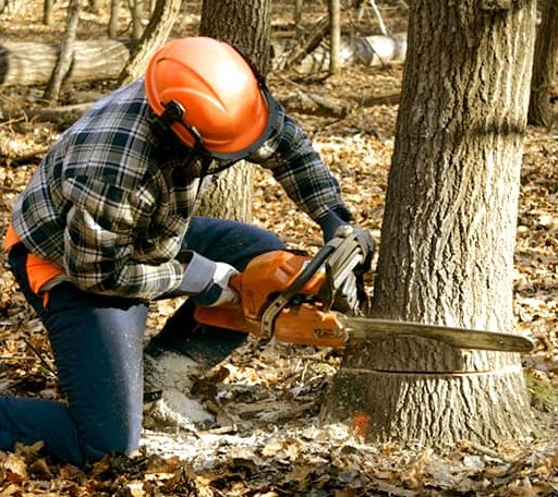 Tree Removal in Woodson, IL
